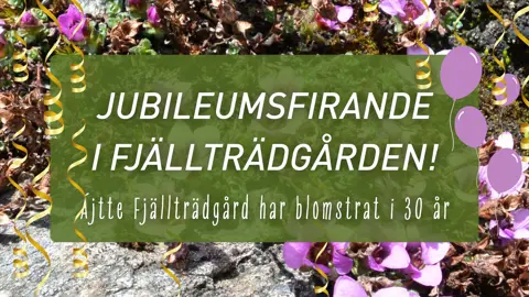 Jubileum: Ájtte Fjällträdgård 30 år!