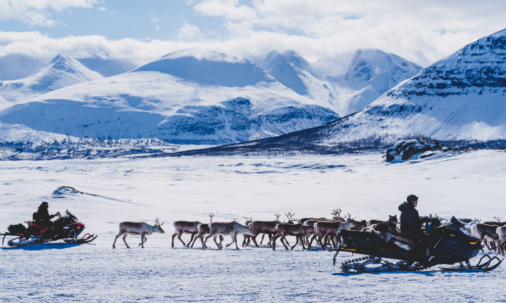 Renskötare på vårflytt med renhjord