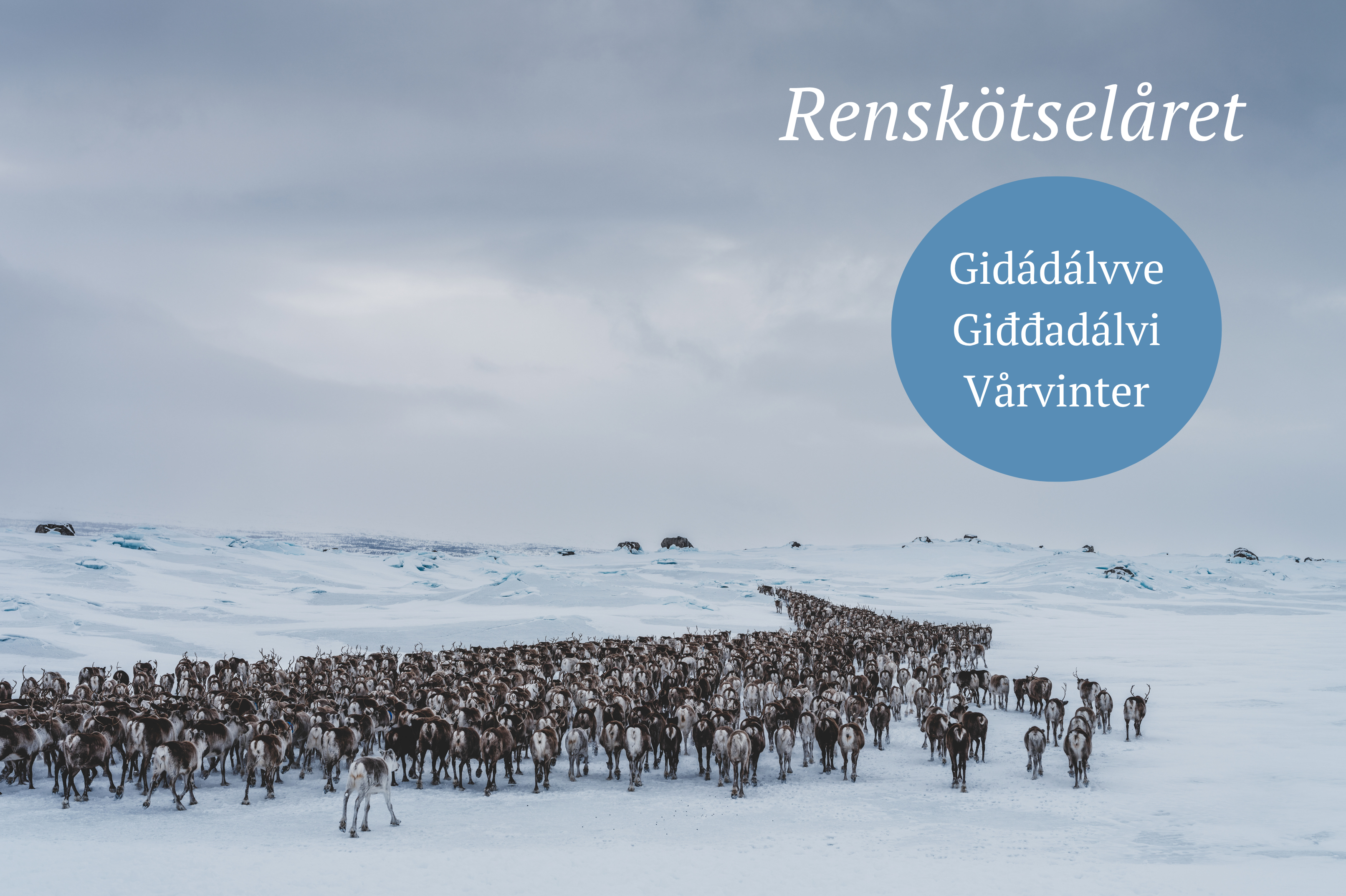 Vårvinter i renskötseln