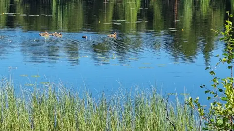Viktig information: Undvik bad i fjällsjön Njalla på grund av algblomning