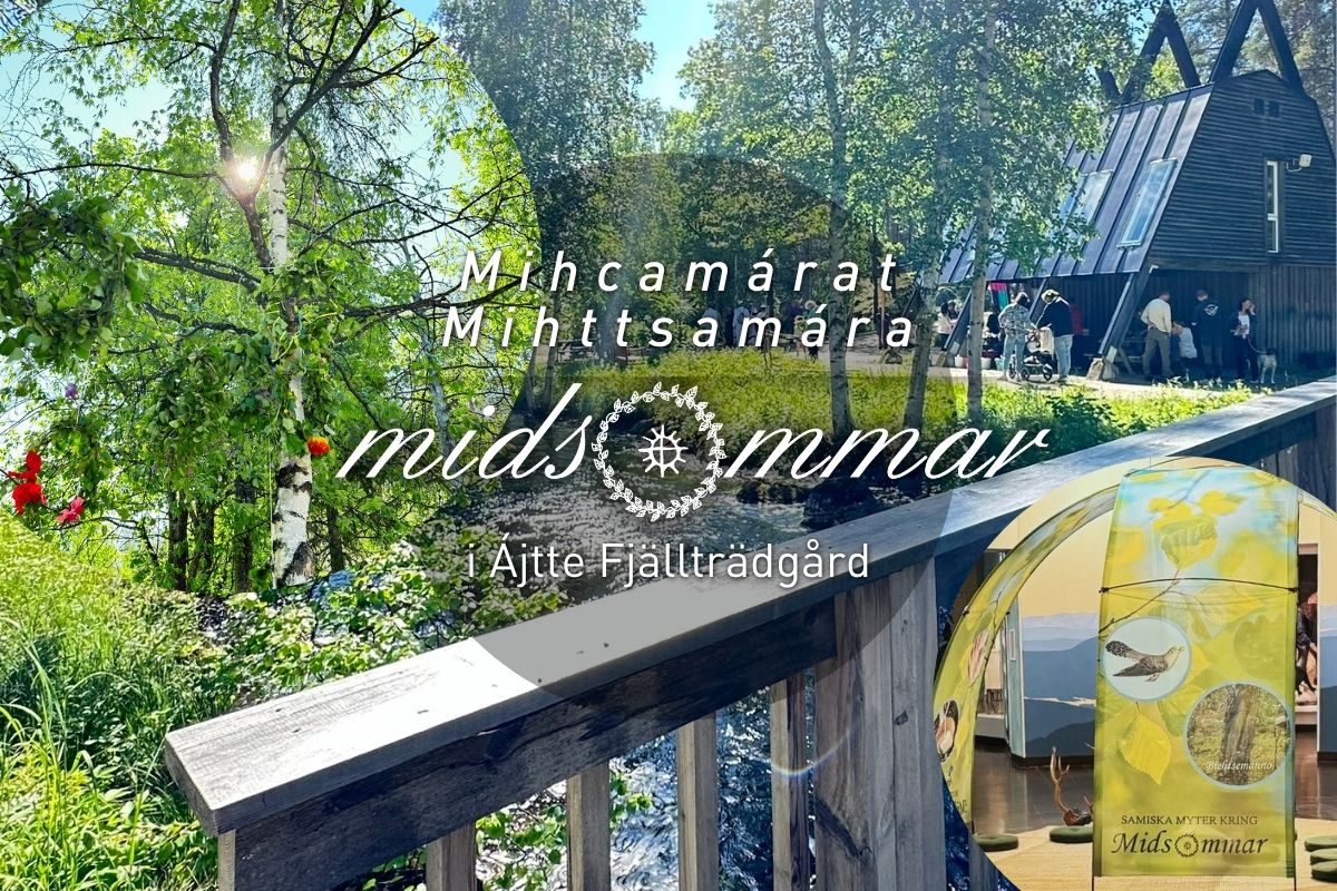 Midsommar i Ájtte Fjällträdgård 2026