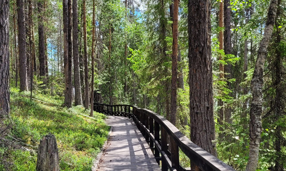 Utforska Jokkmokks naturreservat i sommar