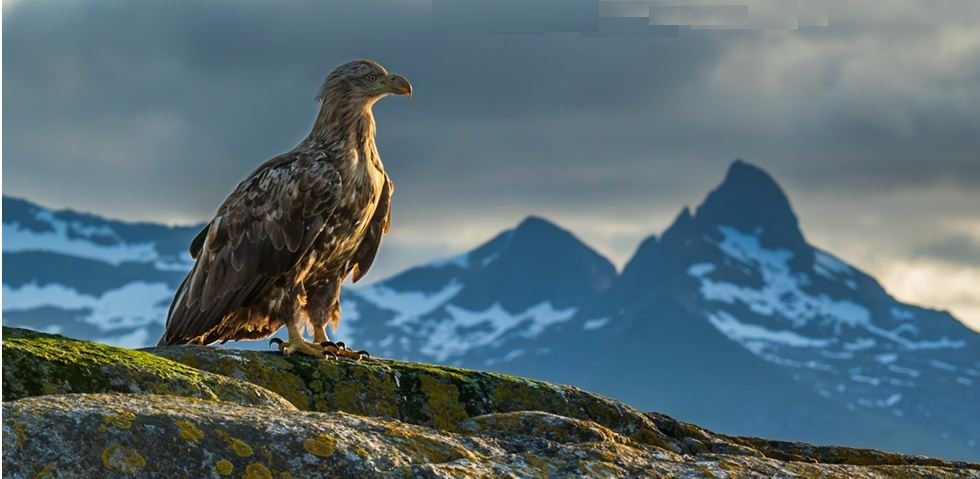 Vernissage: North Land, fotoutställning av Olav Bosma
