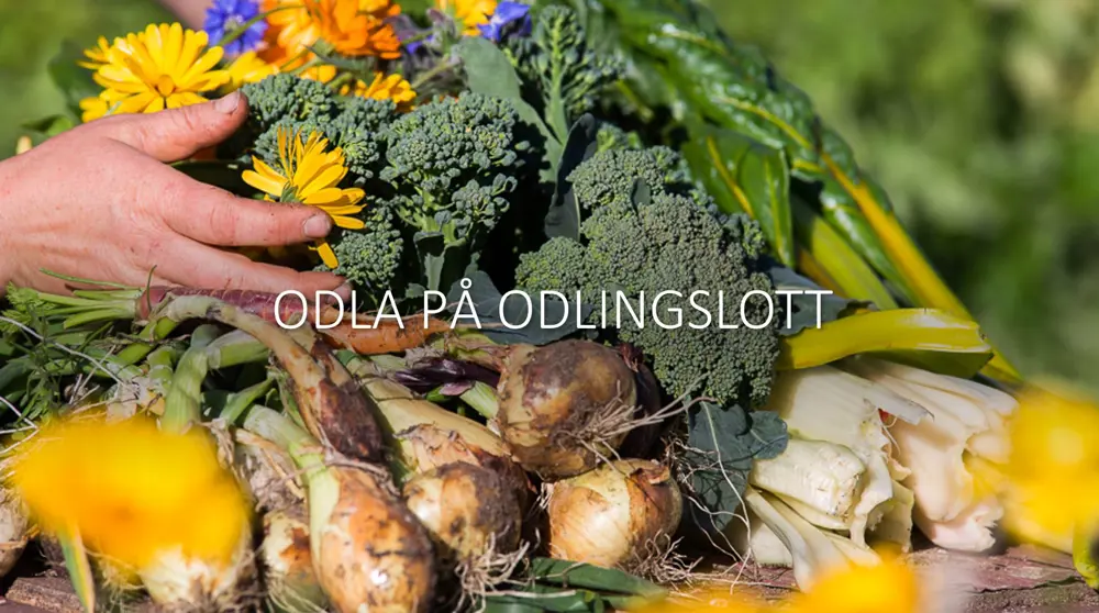 Inspirationsbild - Odla på odlingslott, foto Carina Engfors