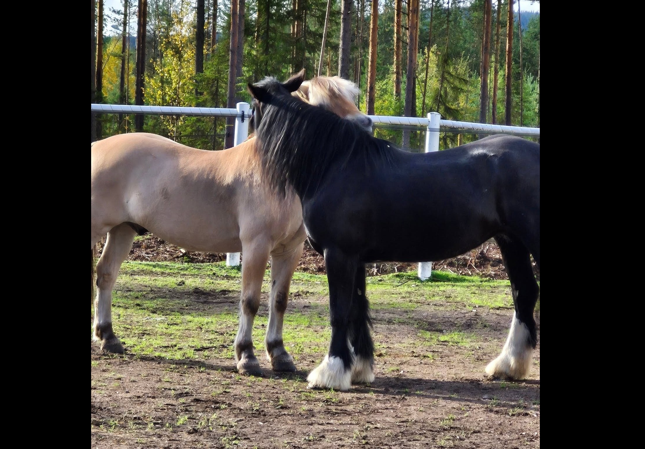Lovaktivitet: Uteritt i skritt och trav i Vuollerim (1)