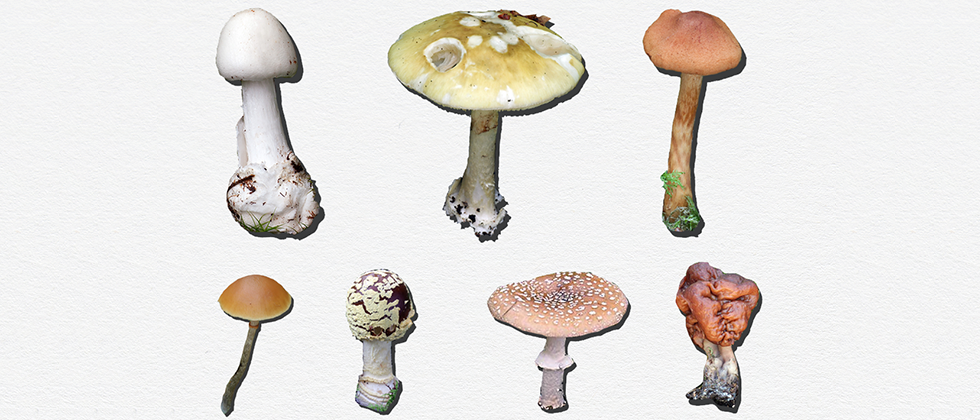Information om giftiga svampar / Information About Poisonous Mushrooms