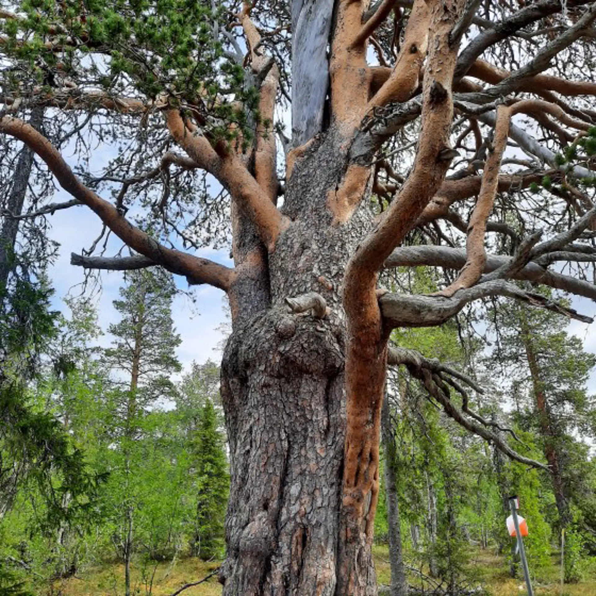 Porjustallen vid Porjusbergets strövområde