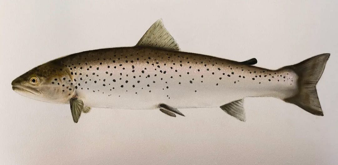 Fiskesamordnarens hälsning: tyck till om fisket i kommunen