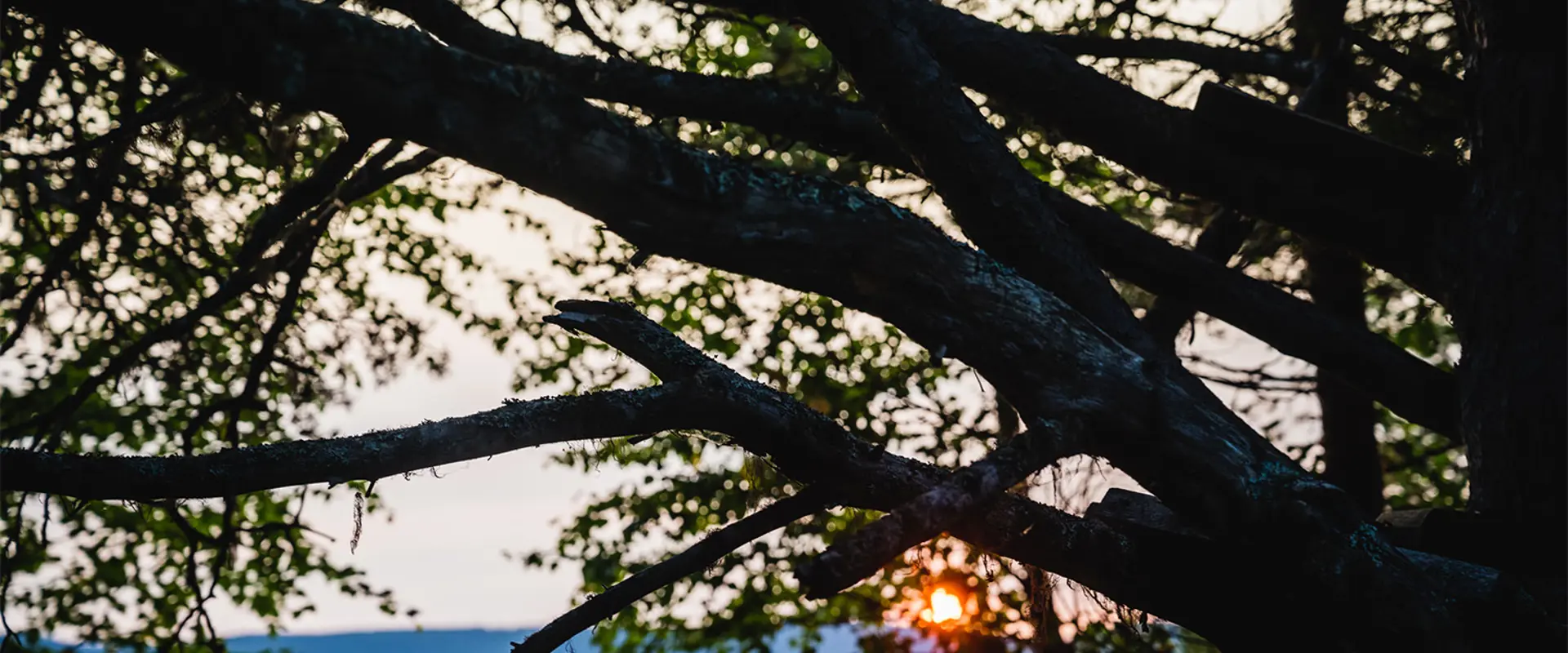 Solen strålar genom grenar på ett träd