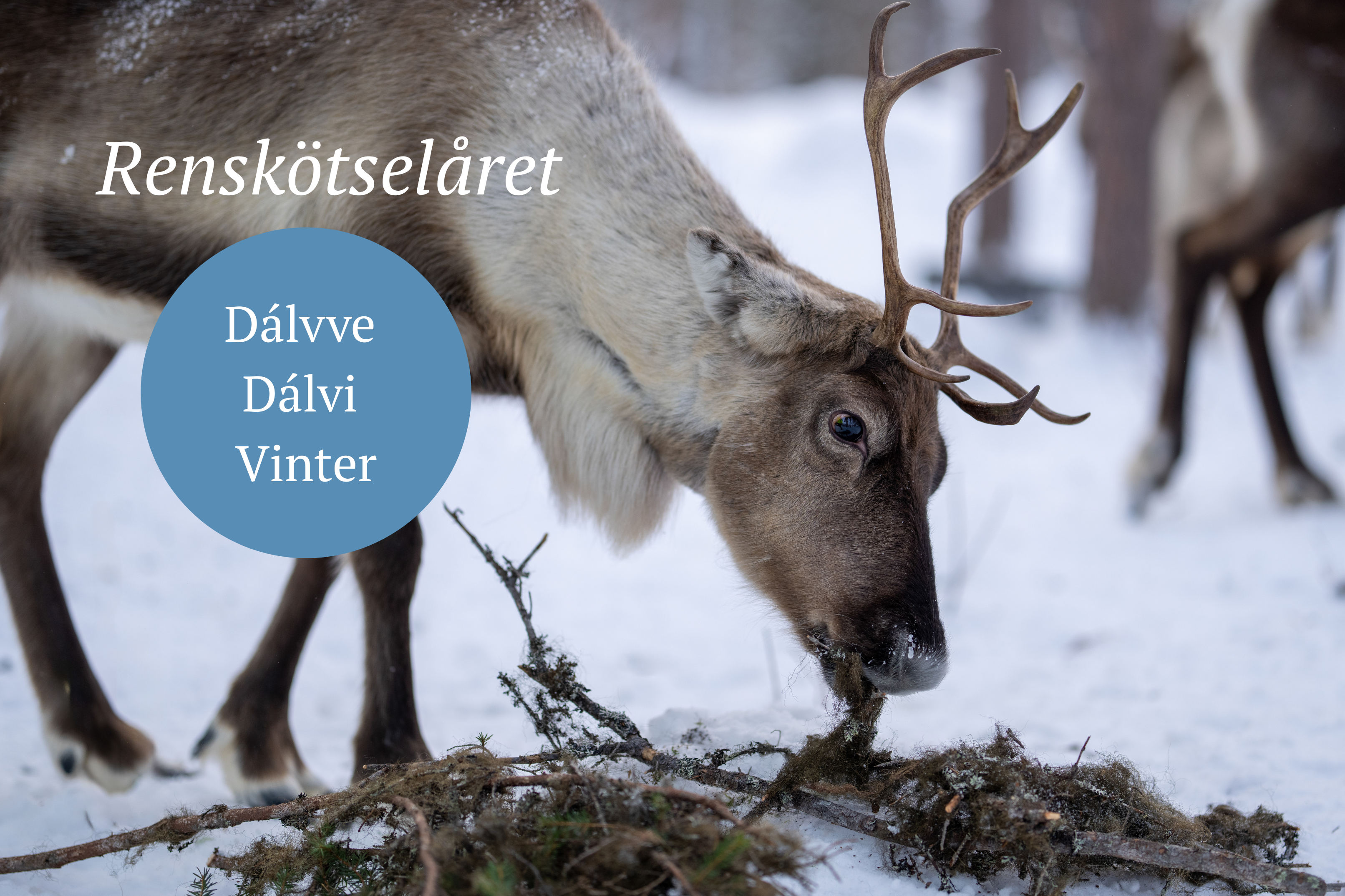 Vinter i renskötseln – skiljning och vinterbete
