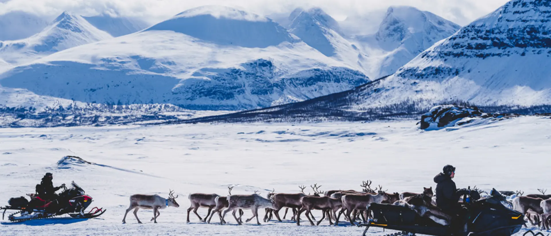Två renskötare på vårflytt. De kör varsin skoter och renhjorden går framför dem.