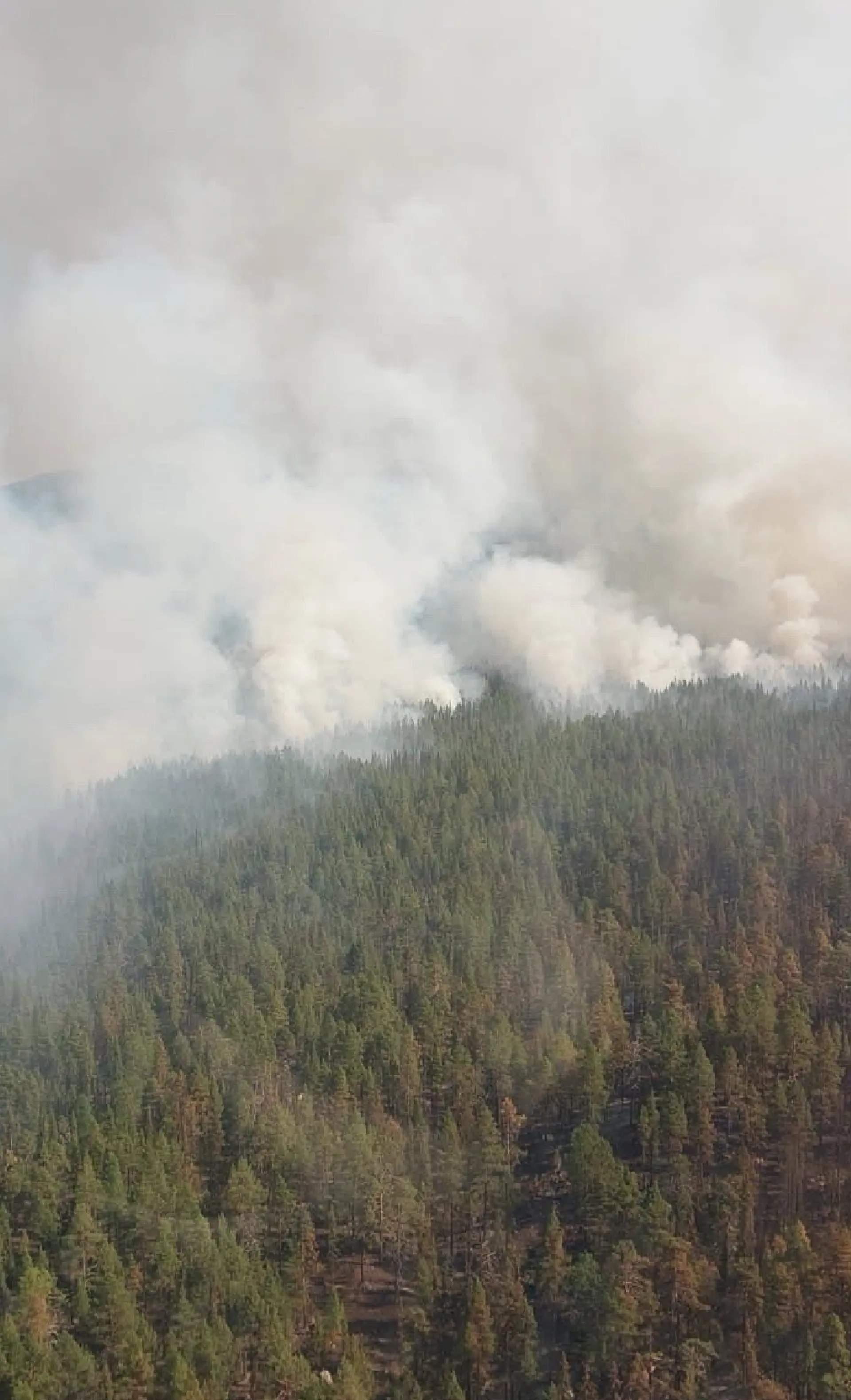 Flygbild på ett skogsområde med pågående skogsbrand. Rök kommer från skogen.