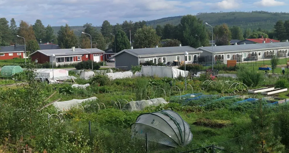Vy över odlingslotterna i Jokkmokk. Foto Carina Engfors.