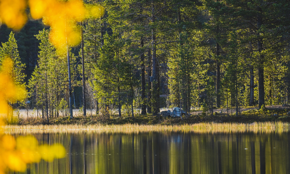 höst natur talvatis