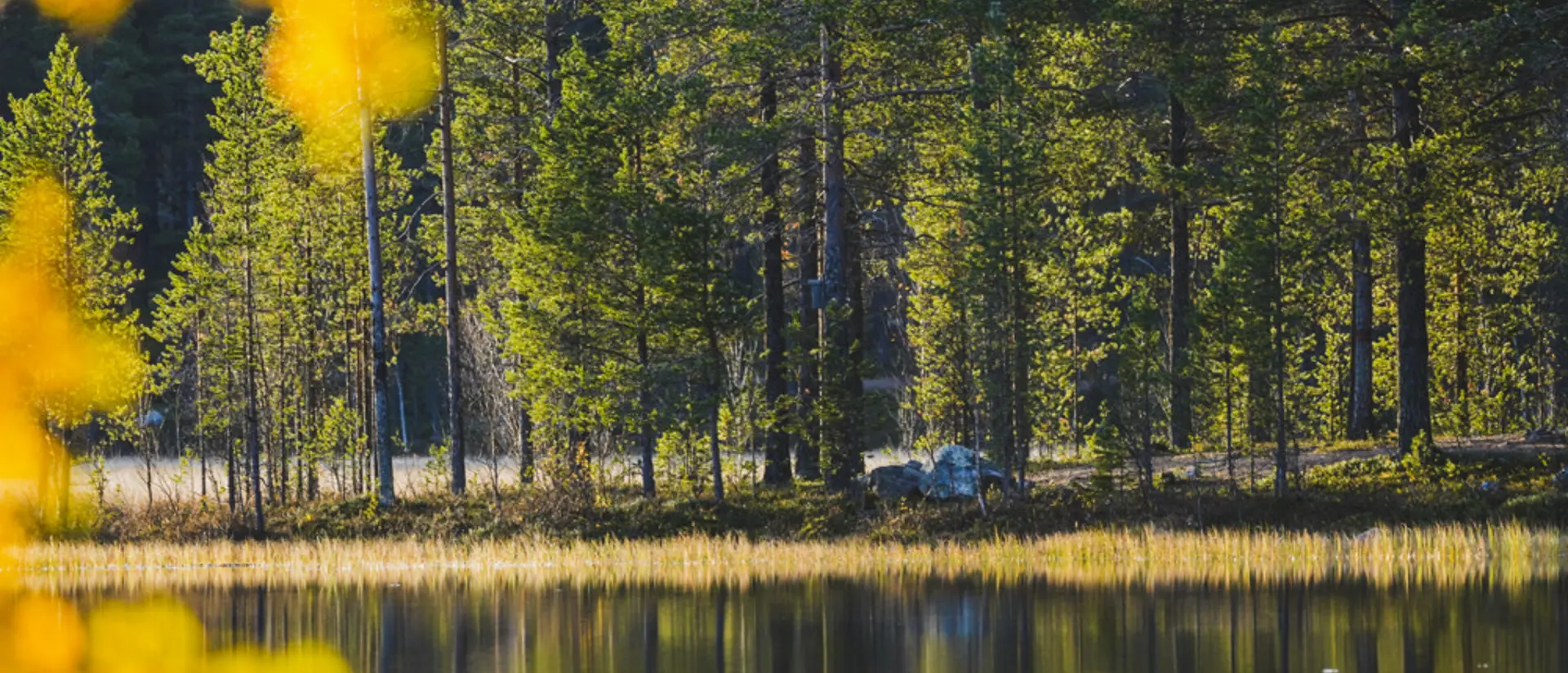 höst natur talvatis
