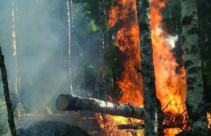Varning för brandrisk i skog och mark