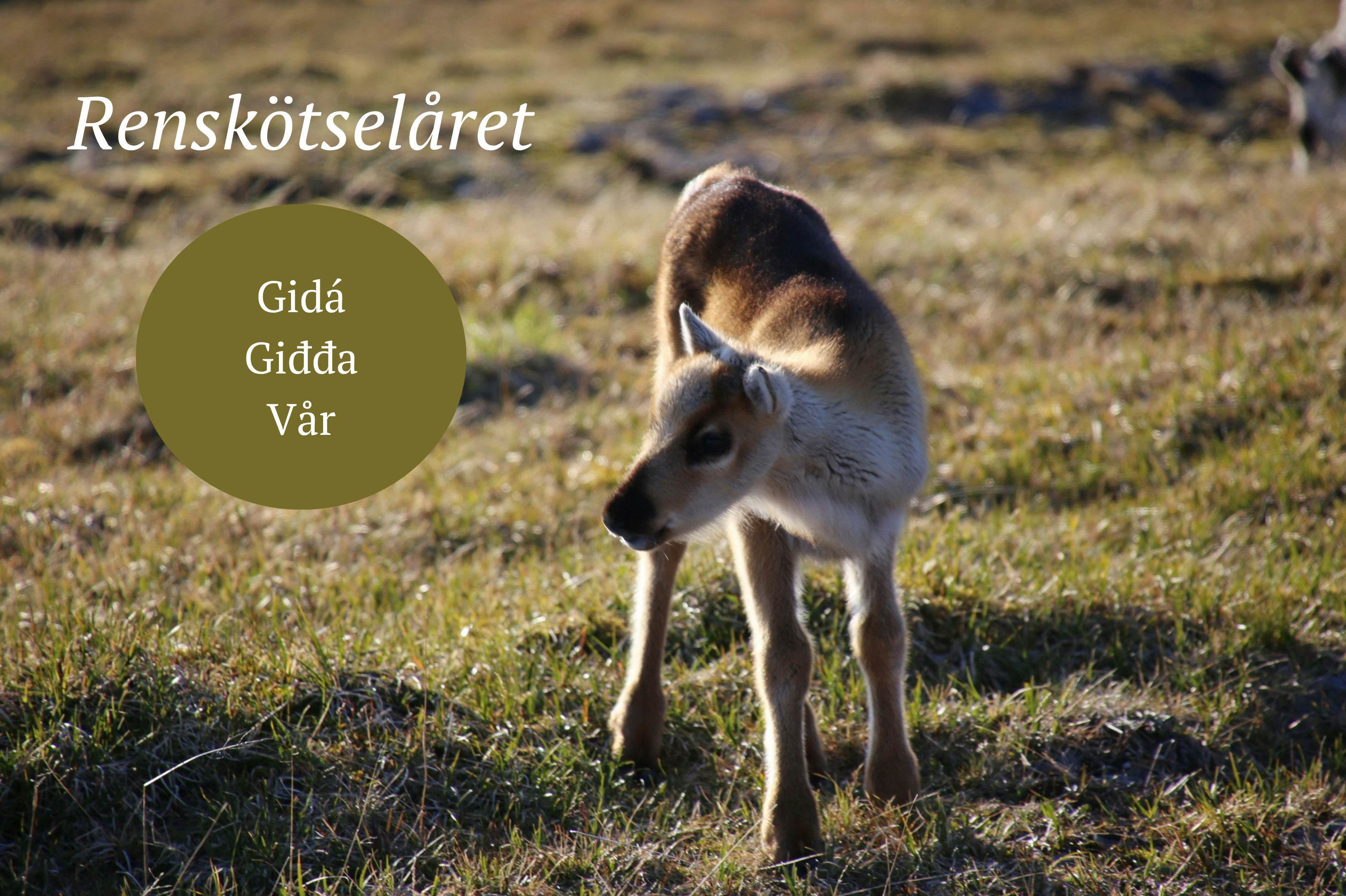 Vår: början på ett nytt renskötselår