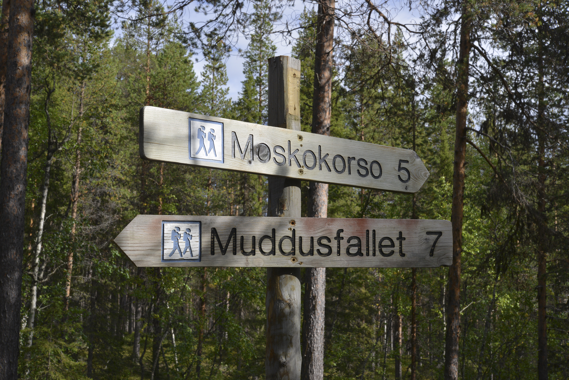 Muddus - Urskogen runt hörnet